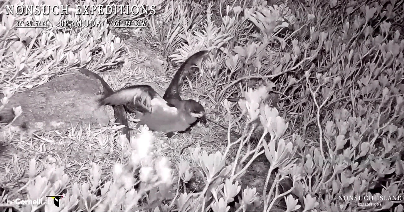 “Cedar” the 2019 CahowCam Chick exercising, June 3rd 2019