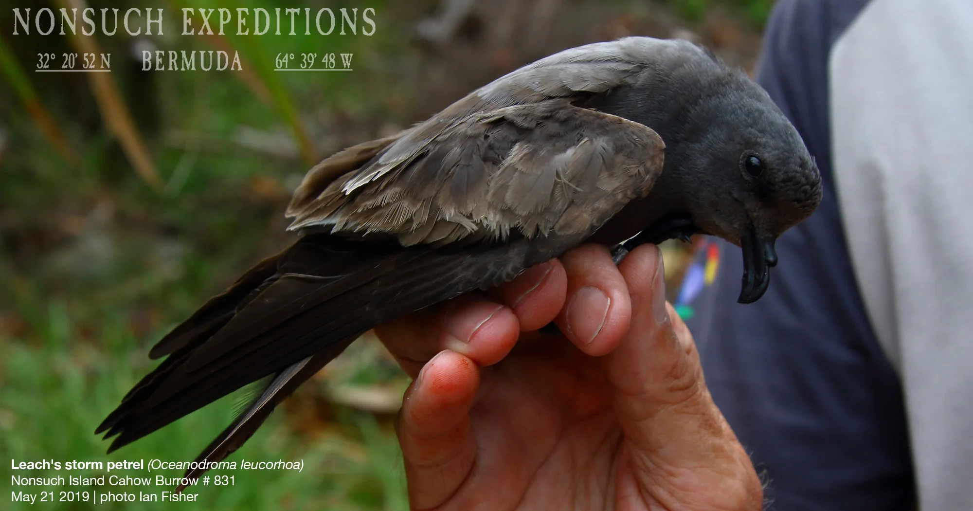 038A2093-Leach's-Petrel21-05-19_FB.jpg