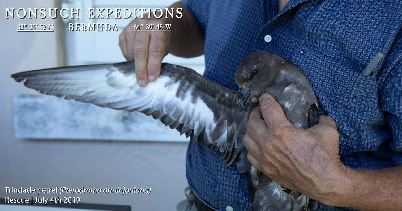 Trinidade_Petrel__G1A5696_FB.jpg