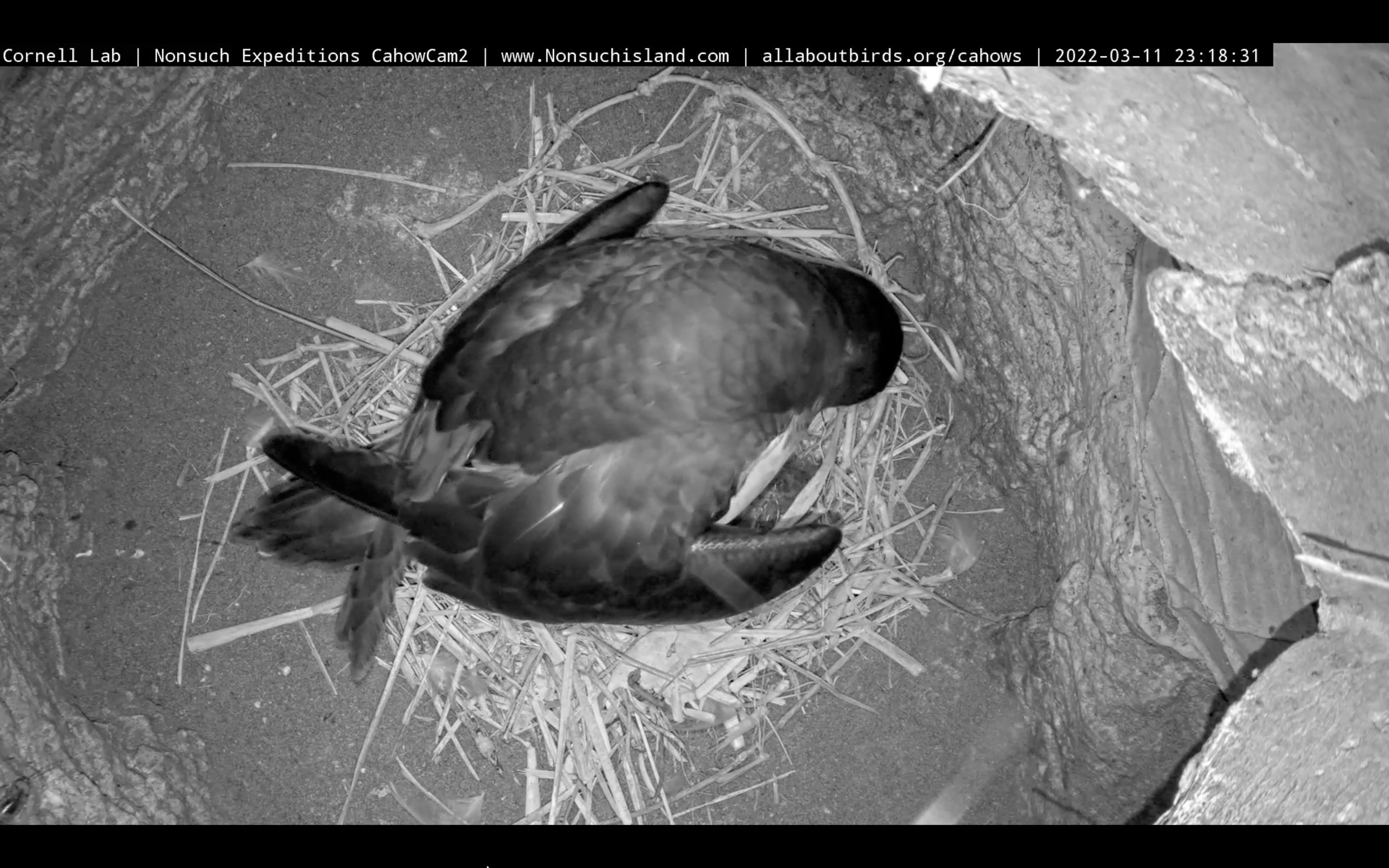 March 11th @23:18 &gt; Chick revealed under wing