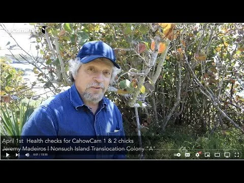 April 1st CahowCam1 & 2 Health Checks