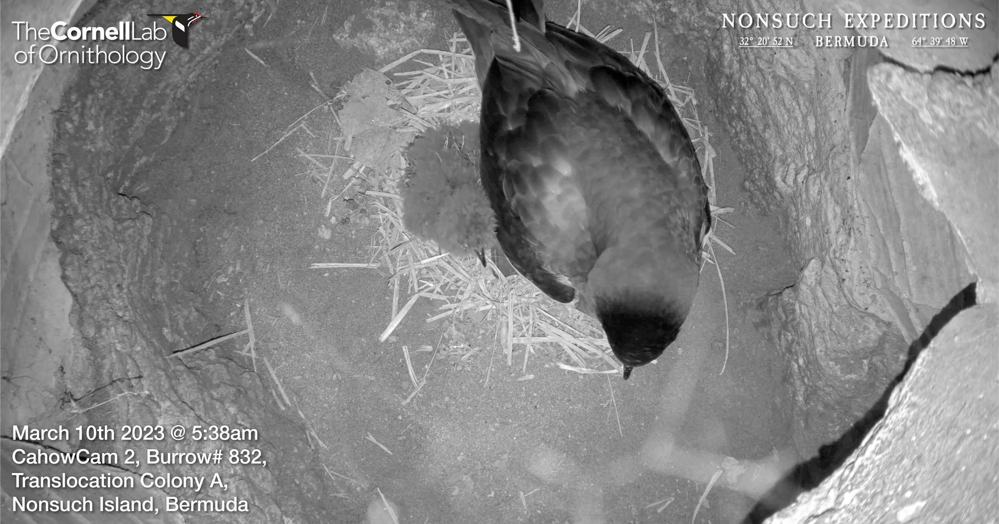 The 2023 CahowCam 2 chick has hatched!