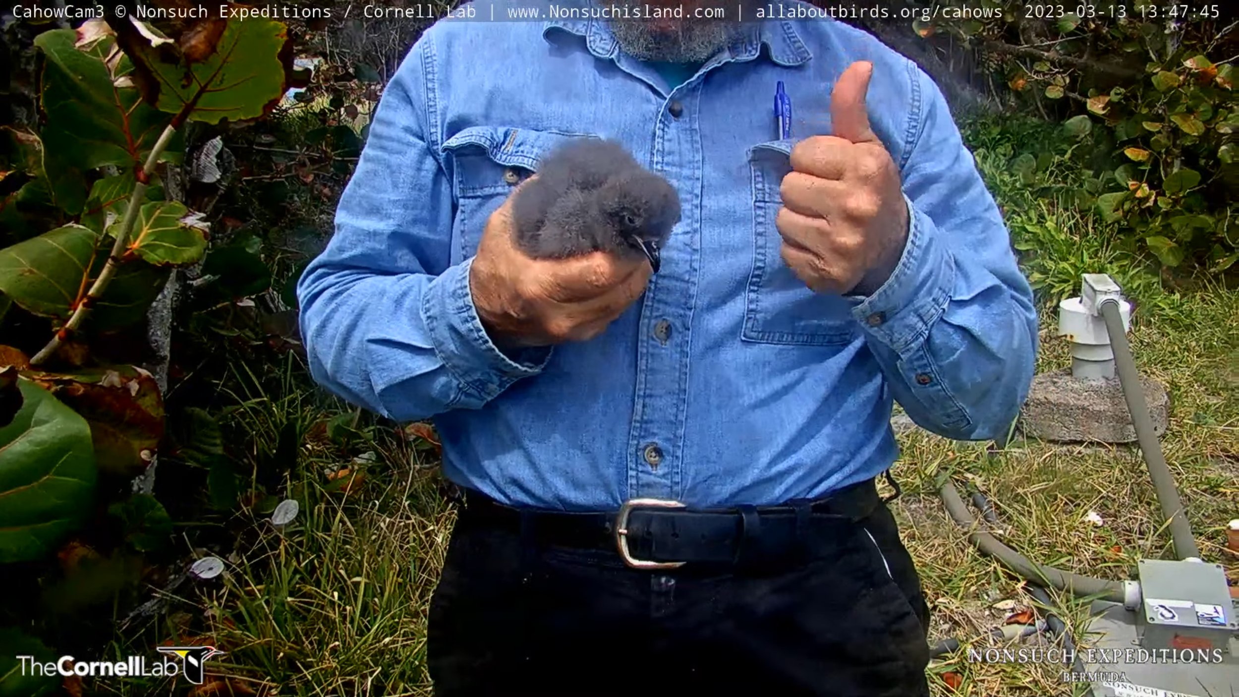 The CahowCam2 chick seen in screen captures from the Nonsuch Colony A SurfaceCam