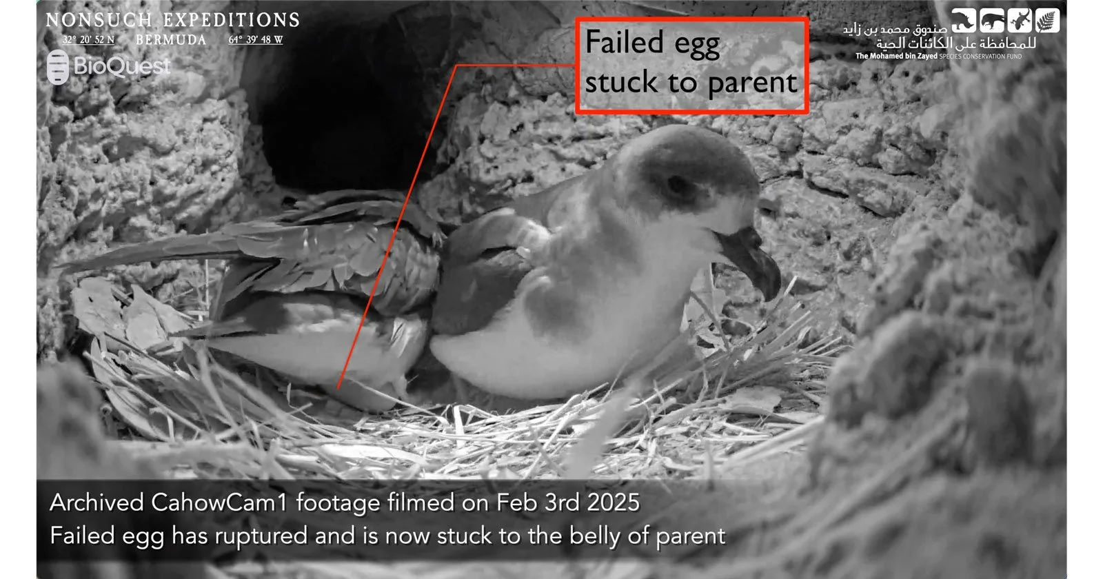 CahowCam egg updates: Cam2 is fertile, however Cam1 has failed