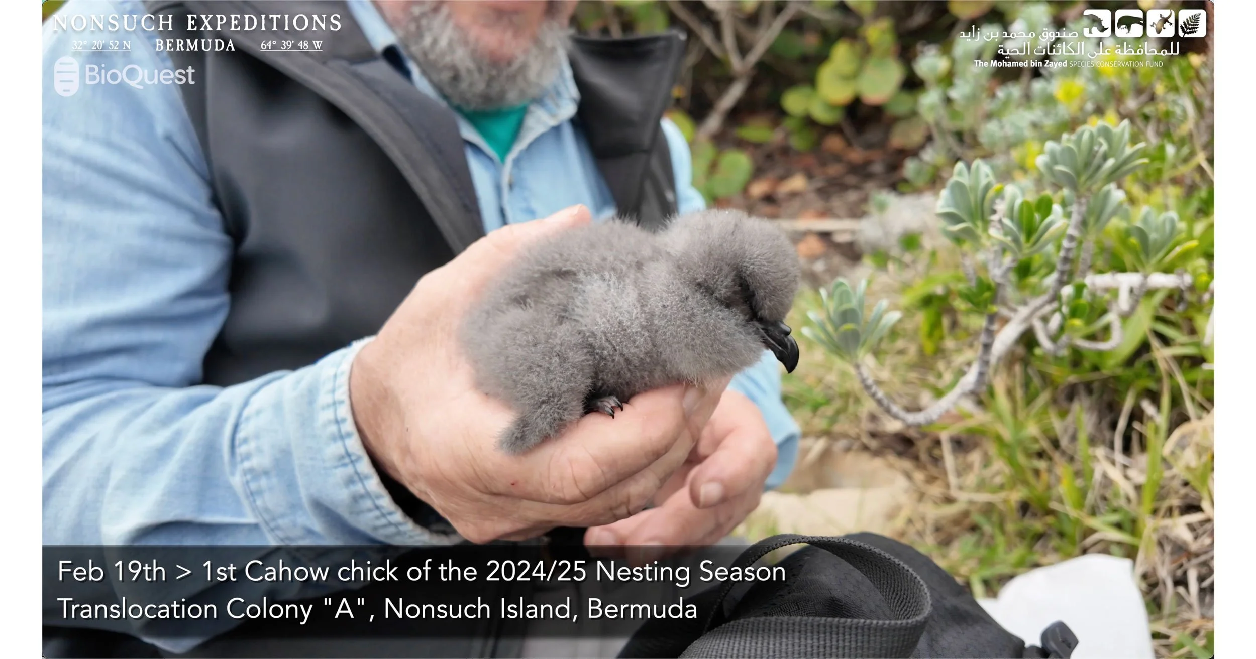 Meet the earliest Cahow hatchling on record!