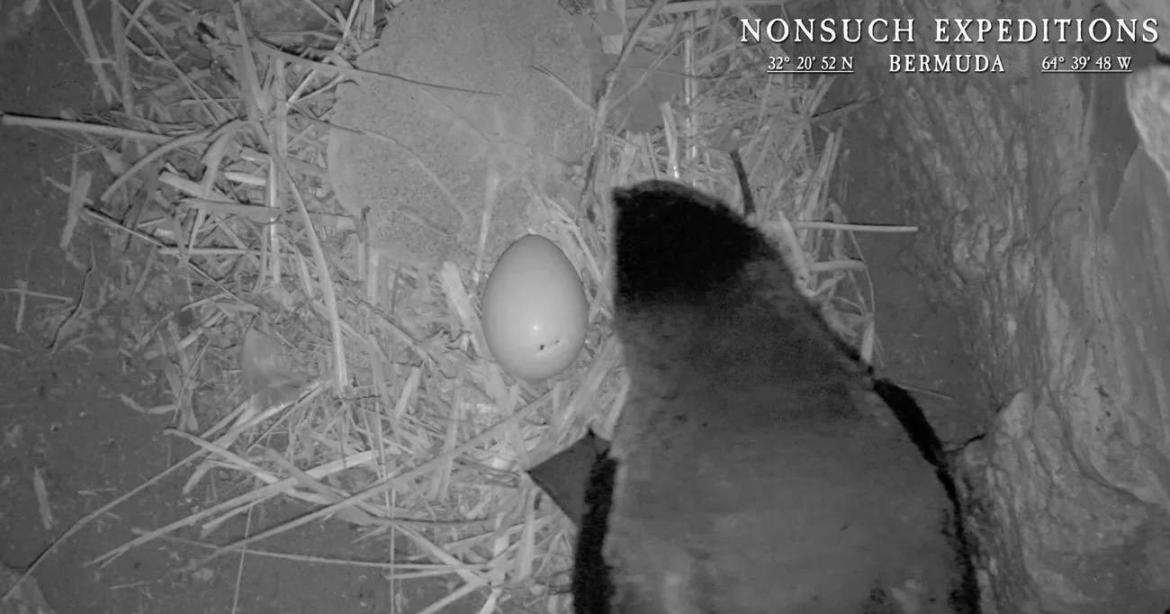Hatching is underway in CahowCam2 &gt; Hatched @ 20:57