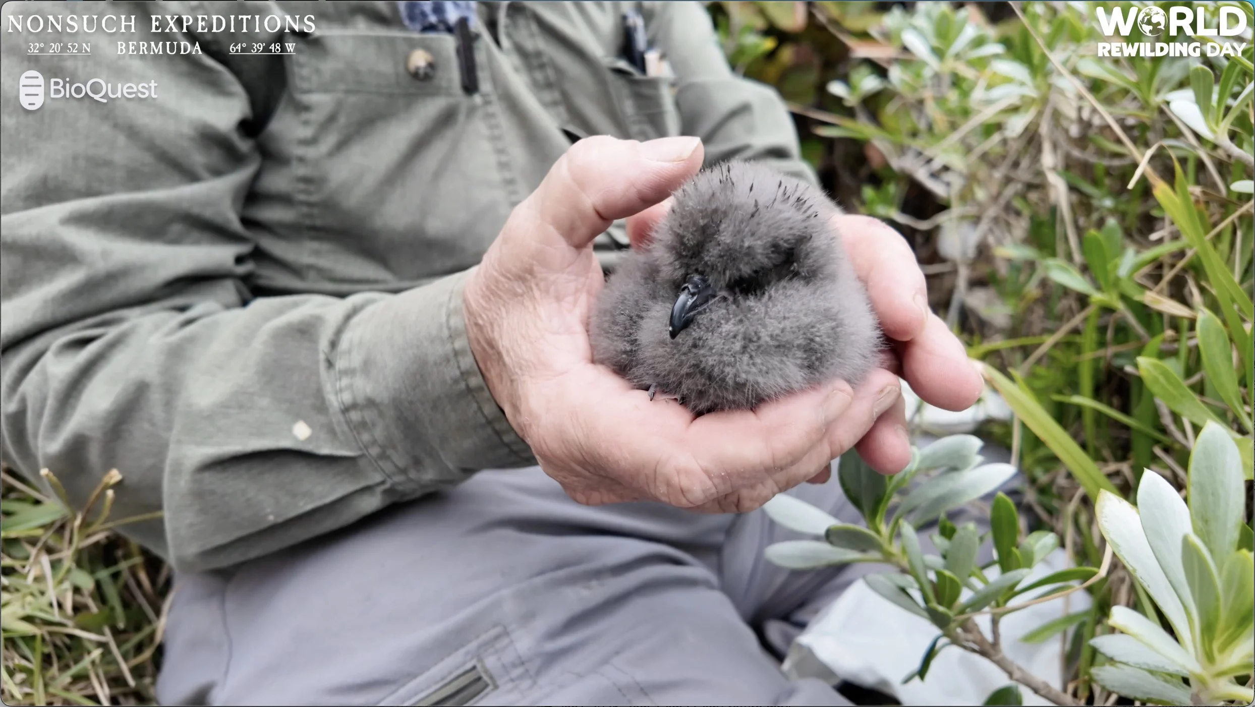 CahowCam2 Chick's 1 st health check