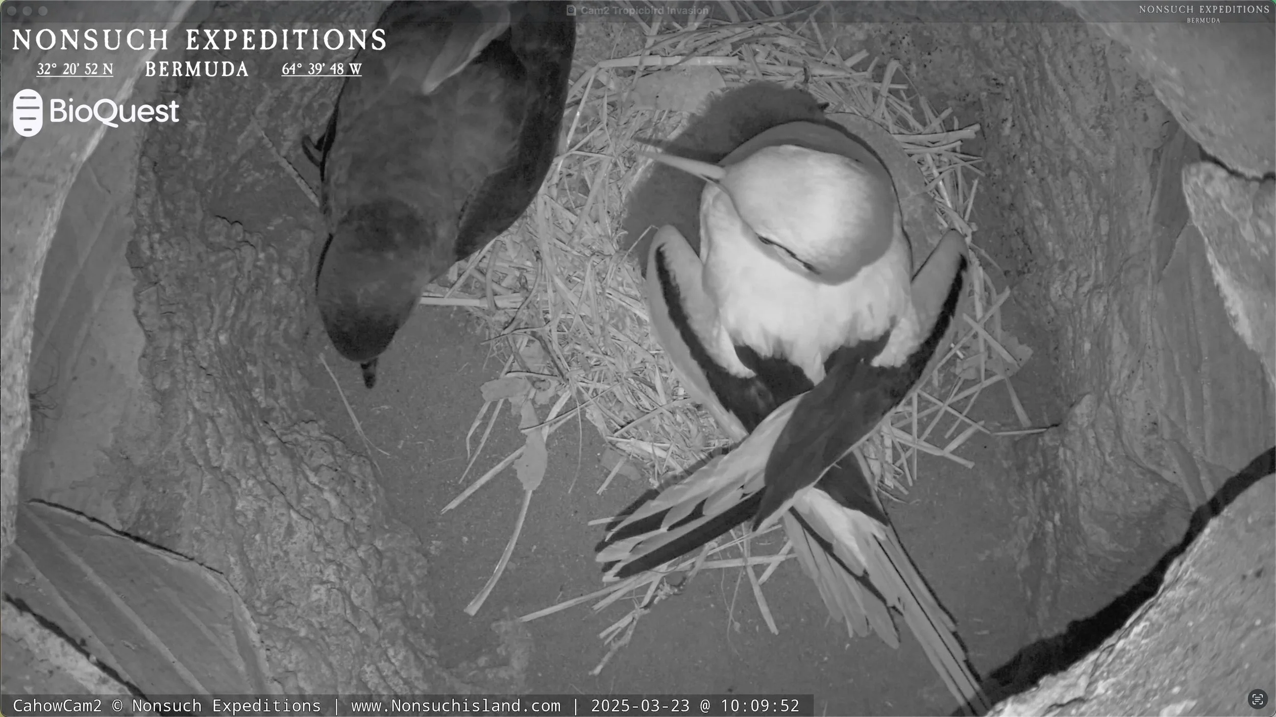 CahowCam2 - Terrifying Nest Invasion by Tropicbird averted.
