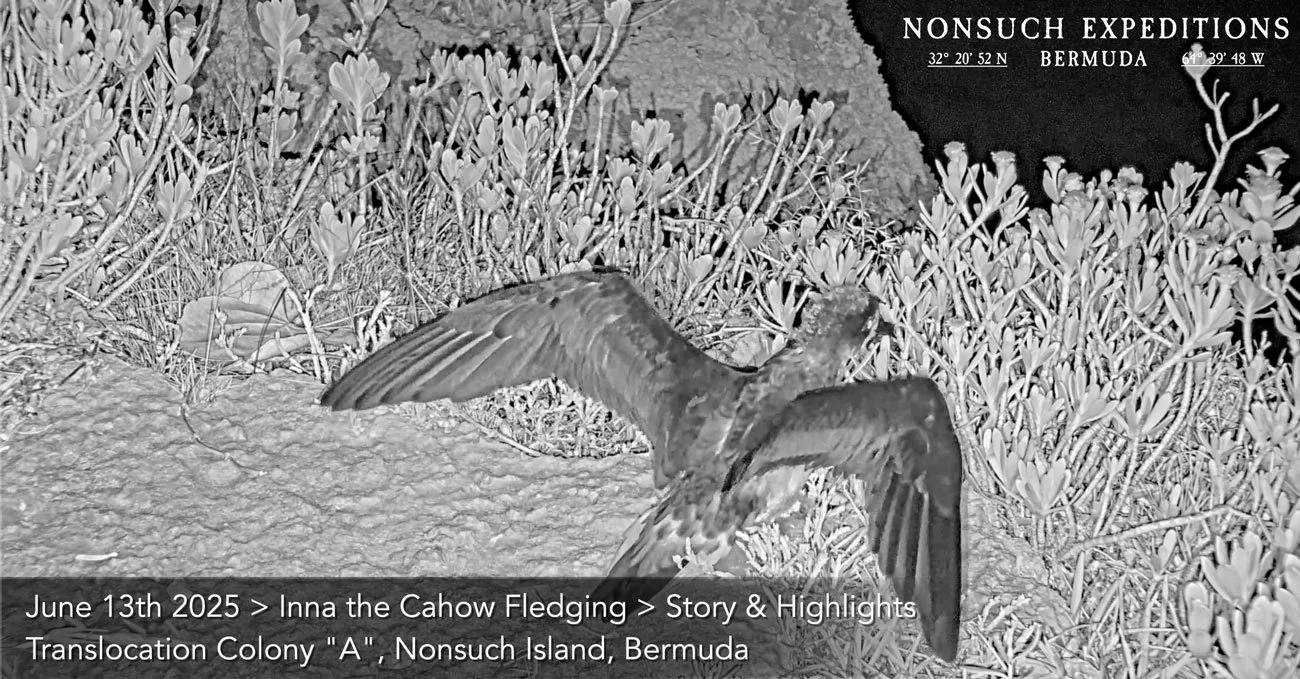 The most eventful CahowCam Season on record culminates with "Inna's" fledging.
