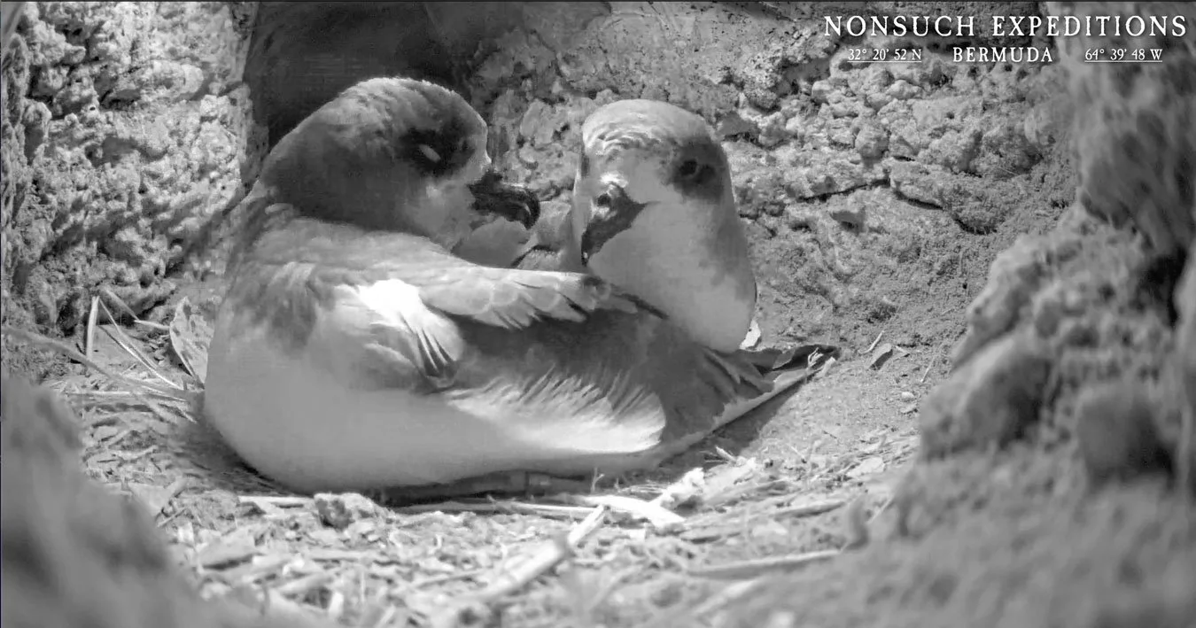 Cahow Nesting season off to an early start, whilst late-season Hurricane Melissa poses threat…