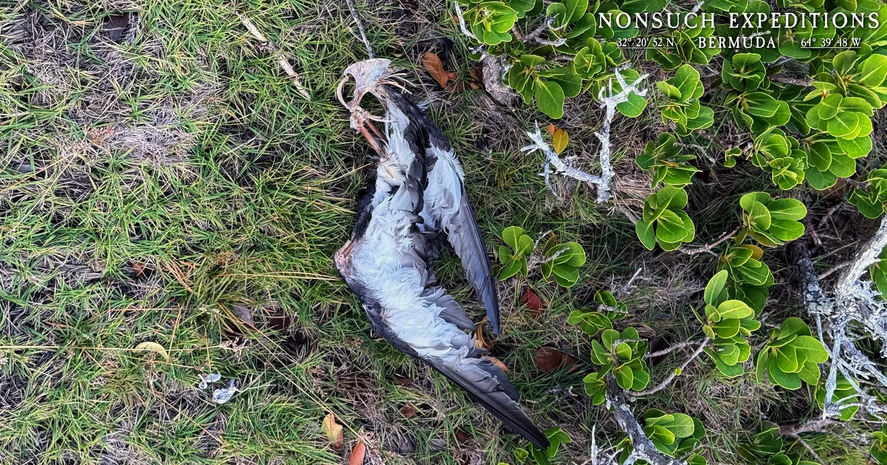 Photos by J-P Rouja for the Nonsuch Expeditions 