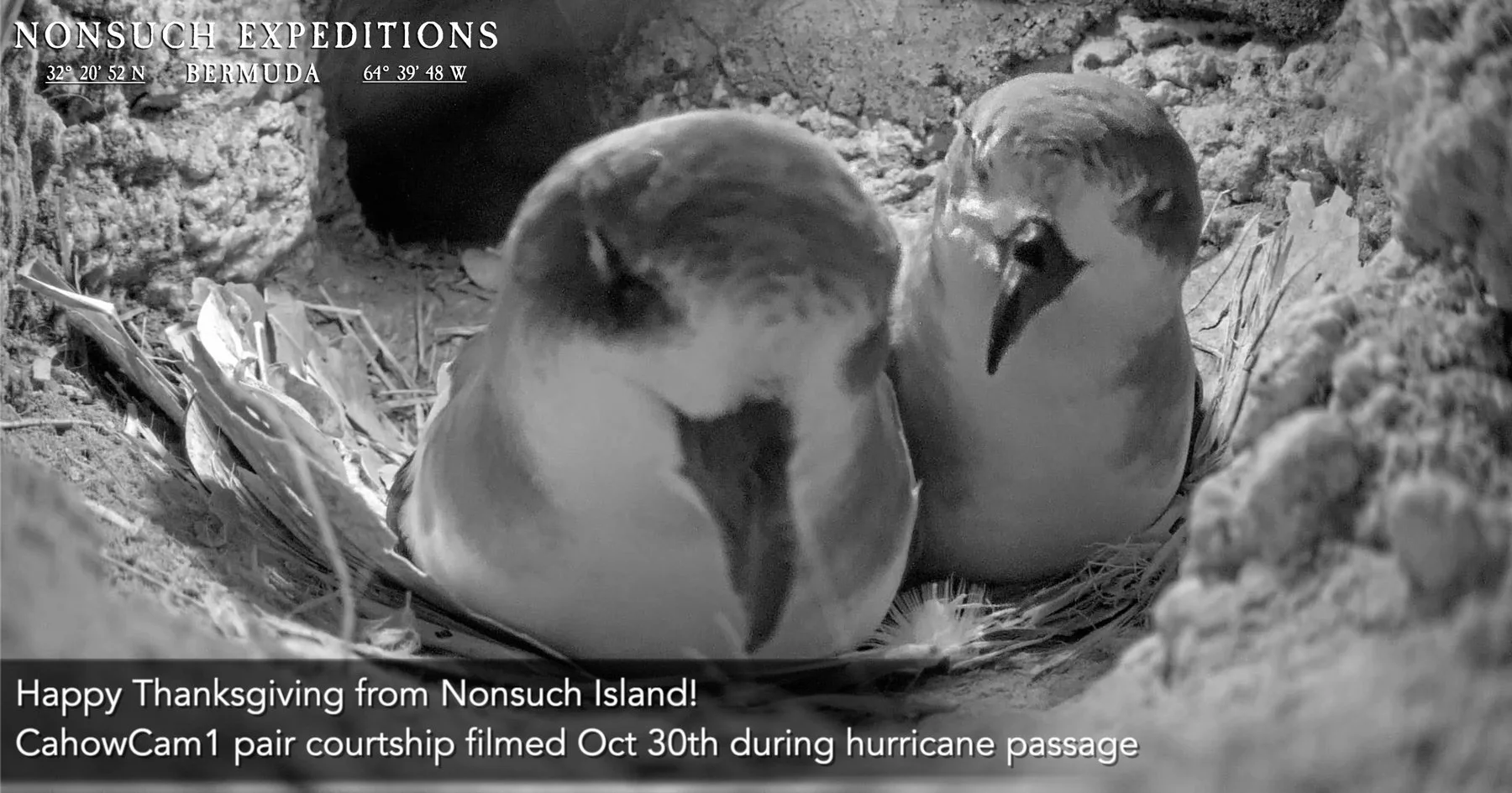 Happy Thanksgiving from Nonsuch Island!