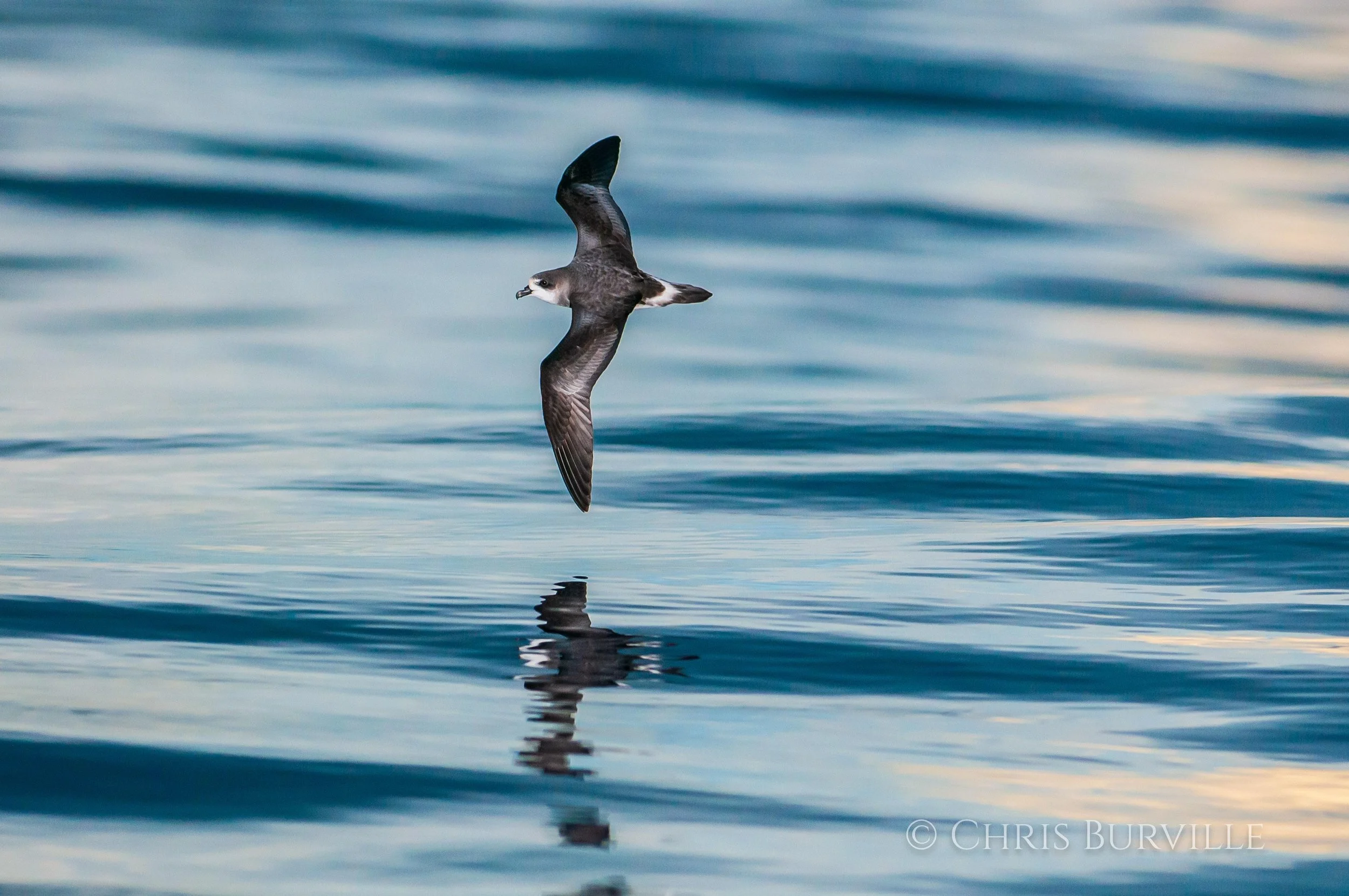 Cahow photos by Chris Burville