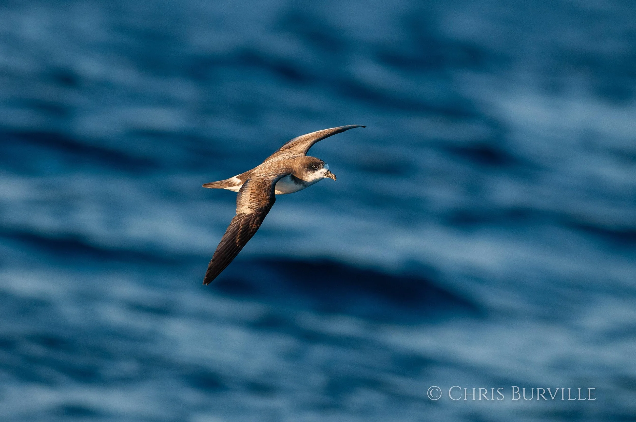 Cahow photos by Chris Burville