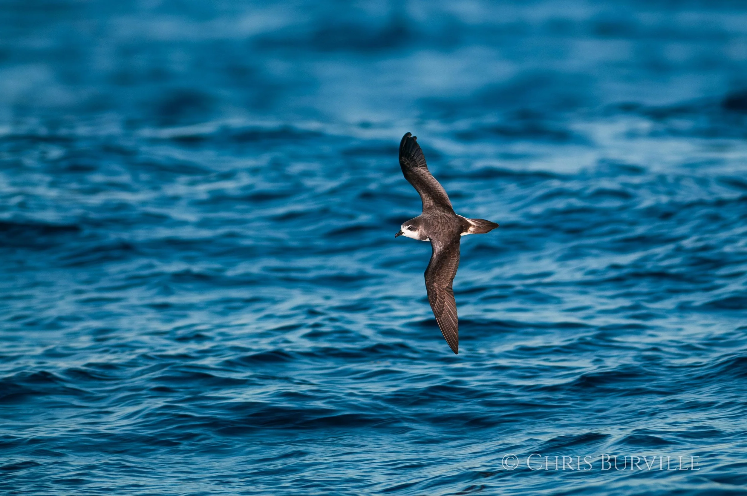 Cahow photos by Chris Burville