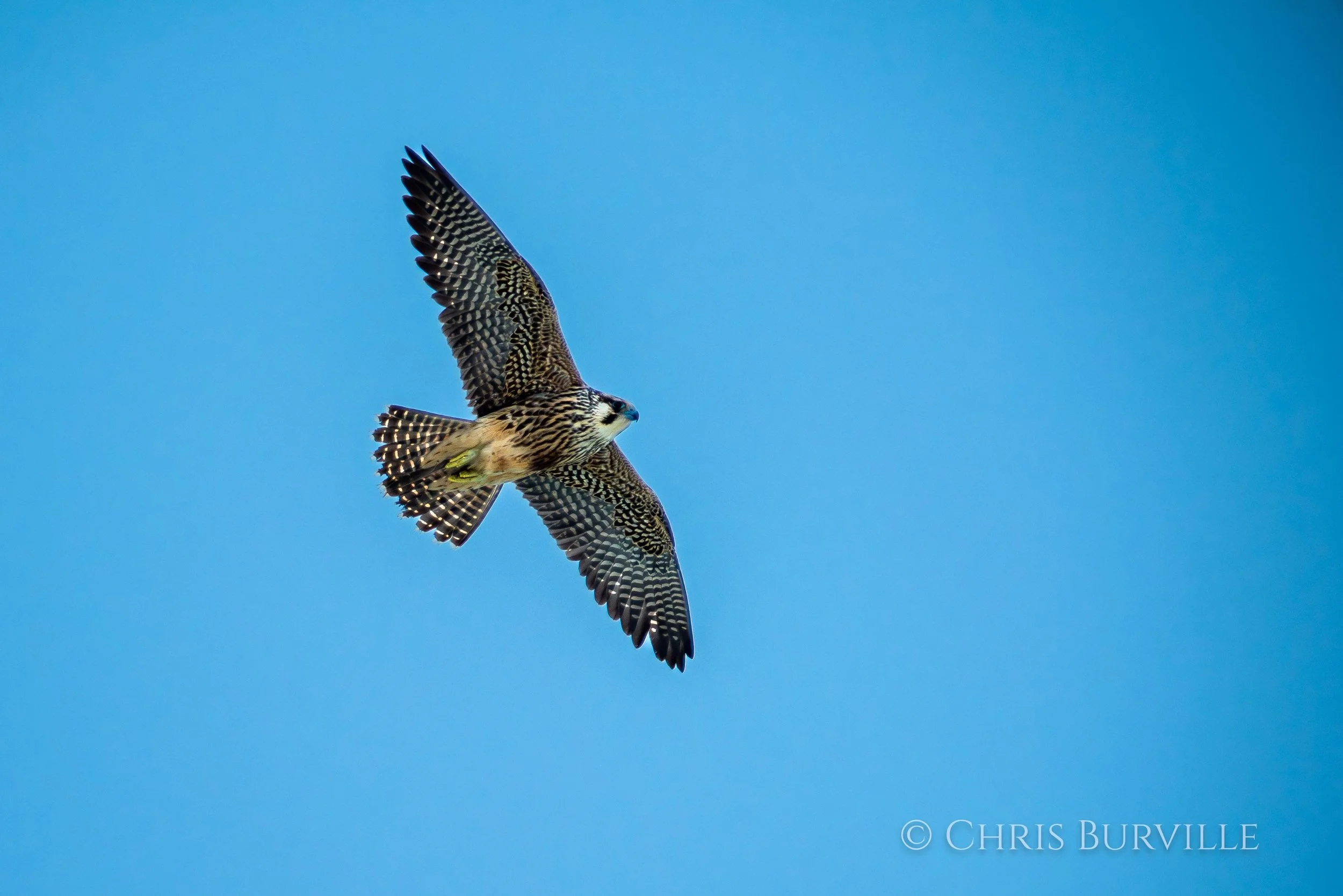 Peregrine Falcon photos by Chris Burville