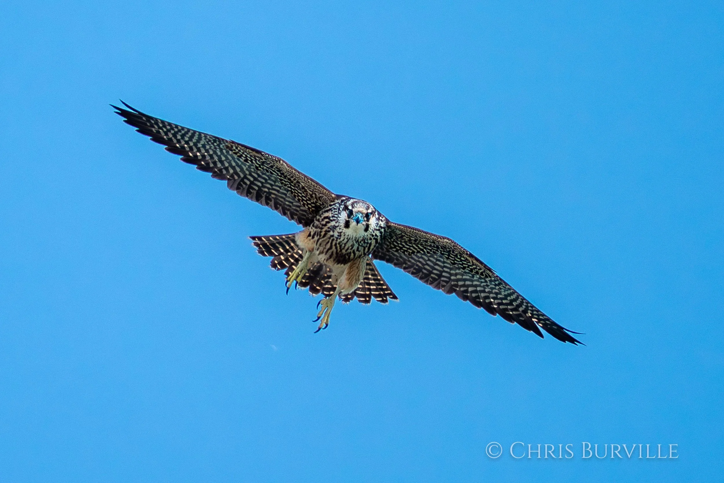 Peregrine Falcon photos by Chris Burville