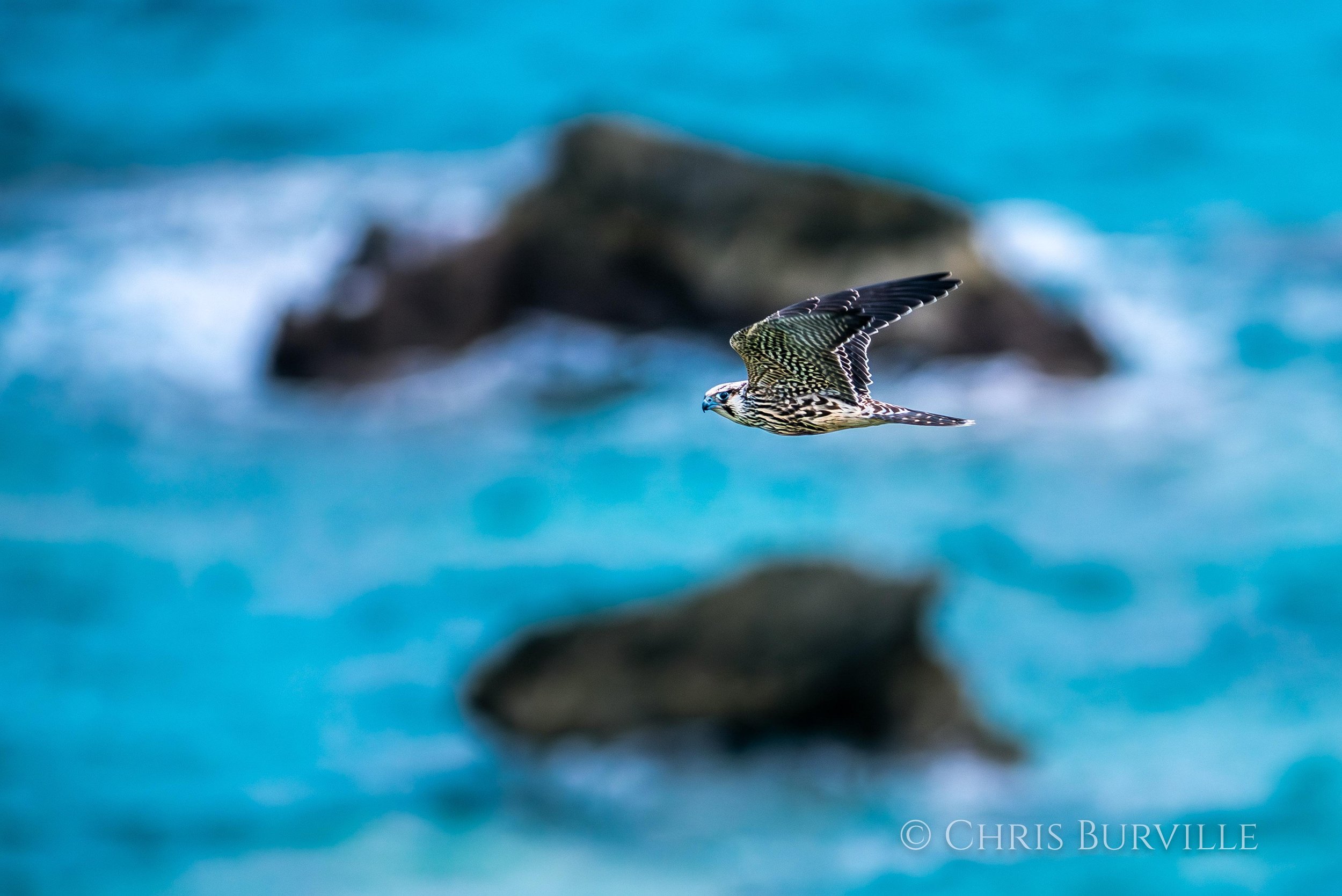Peregrine Falcon photos by Chris Burville