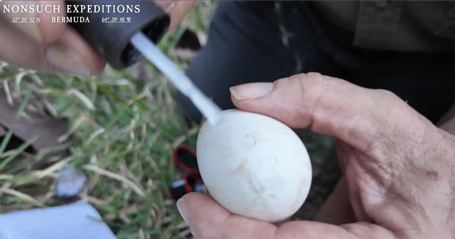 Jeremy attempts rescue of the CahowCam1 egg.
