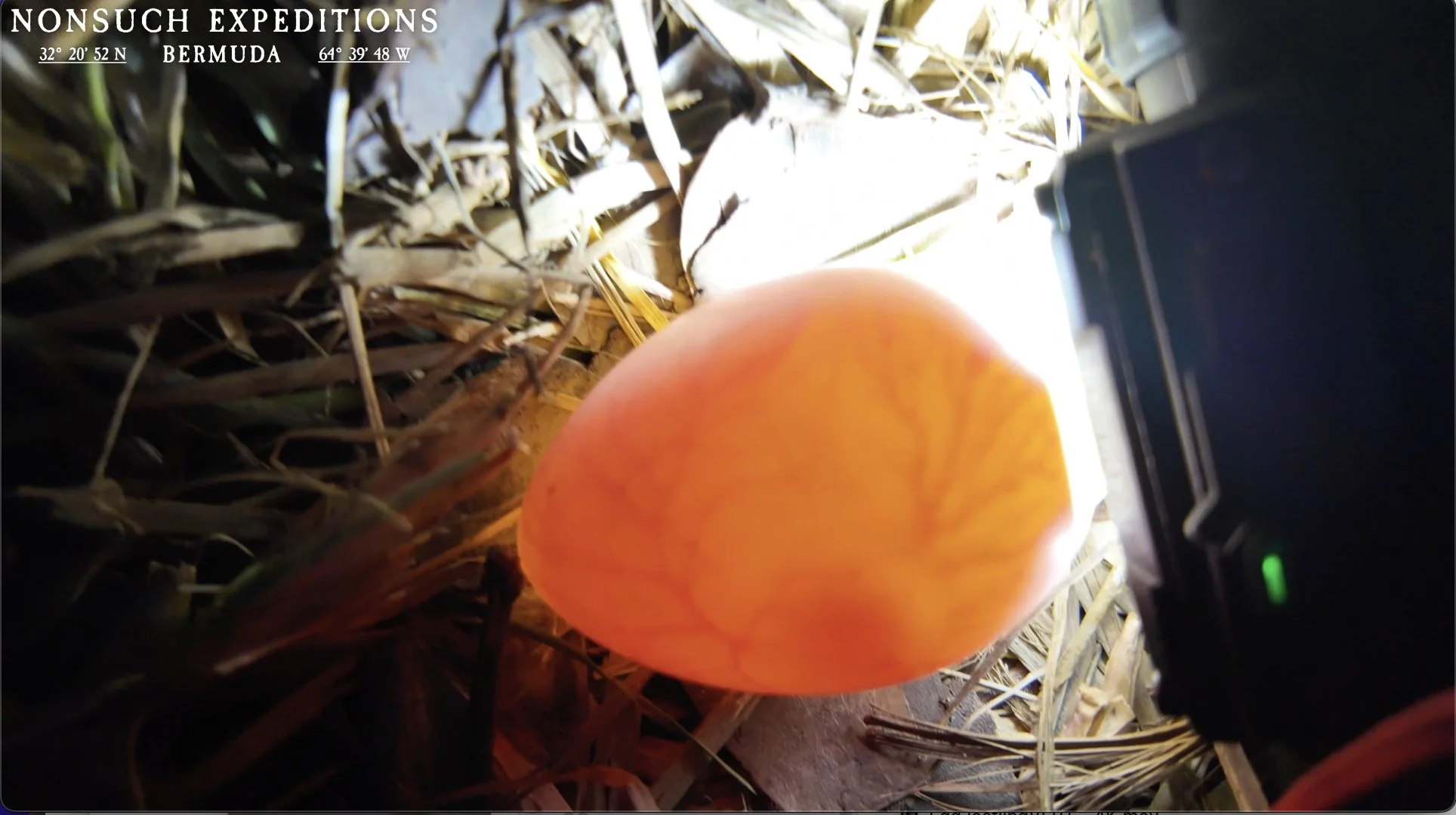 CahowCam egg updates: Cam1 has failed, whilst Cam2 is fertile