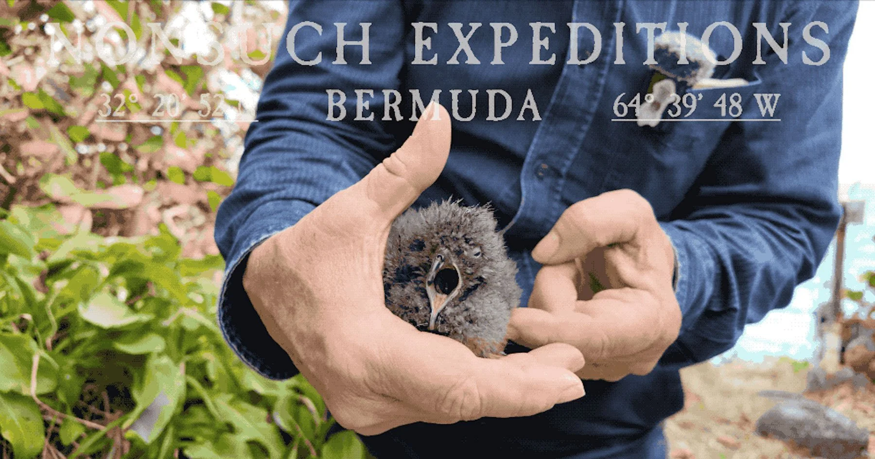 CahowCam2 Hatching countdown and chick count update.