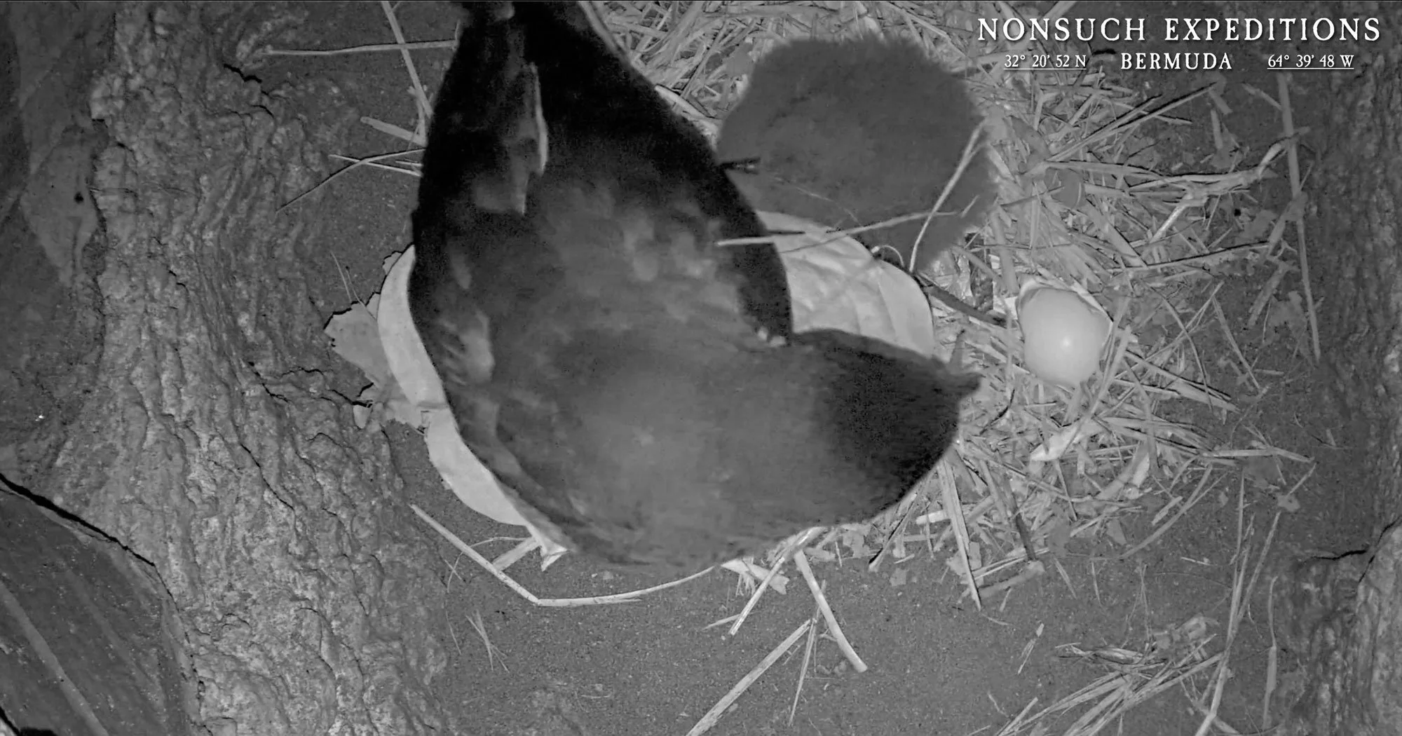 Hatching Highlights from the 2026 CahowCam2 Chick