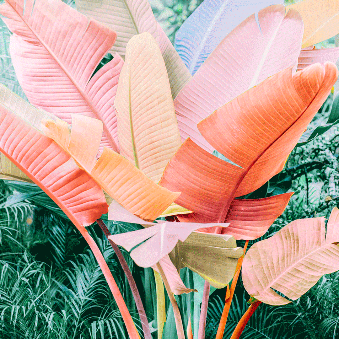 BritandCo_JadePurpleBrown_Gif4.gif