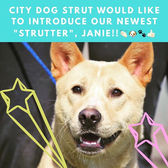 Janie was just adopted from @badassbrooklyn Badass Brooklyn Rescue! She will join her new dog sister Ginger to a very loving family @jmknippen . Janie has already started her dog training with Gabriel and we think she is a super sweet girl! Can't wai