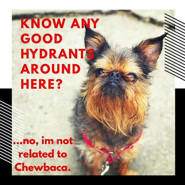 Another seasoned CityDog "Strutter", Monty, never a dull day with this little guy! We ❤️you Monty!.
.
.
.
.
.
#dogpeople #Brooklyndogwalker #brooklyndogwalking #parkslopedogwalker #brooklyndog #dogbehaviour #citydogstrut #treatmydog
#parksl