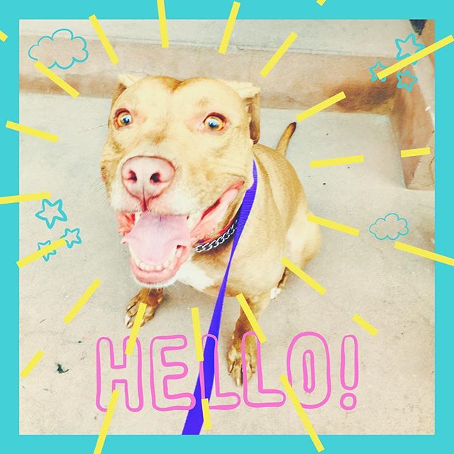Ampersand looks pretty happy after his walk today with Arin. Let's hope he spreads that doggie glow! Look' n 👀 good Ampersand!