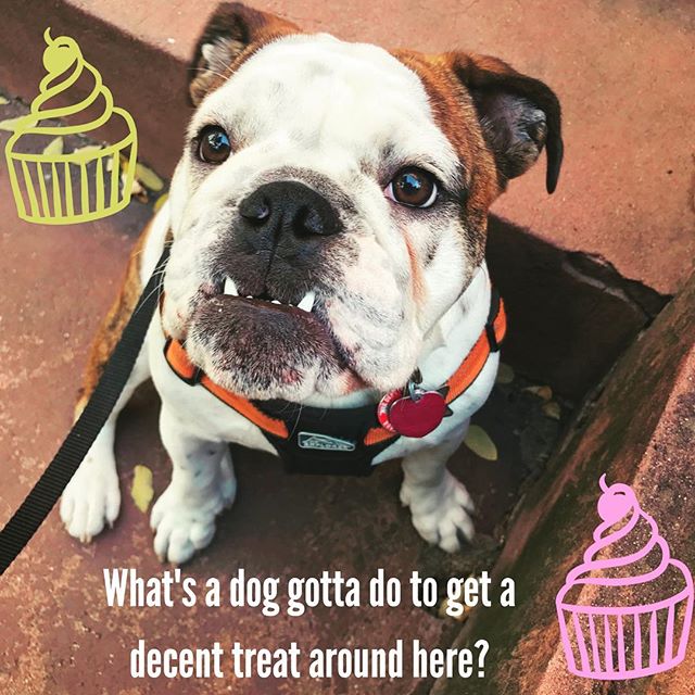 Stellllllllla!!!!!! Look at that face, Stella keep' it real in Brooklyn. Does she mug for the camera or what? Lots of love in her eyes for her walker, Jenni @woooooflyn_ . Get pic!