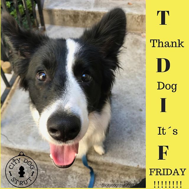 That's right Welly, it's Friiiiiiidayyyyy!!!! Get your Strut on and enjoy the day!! Thanks walker Jenni!! @woooooflyn_ - great shot! 😍😬🐾🐶