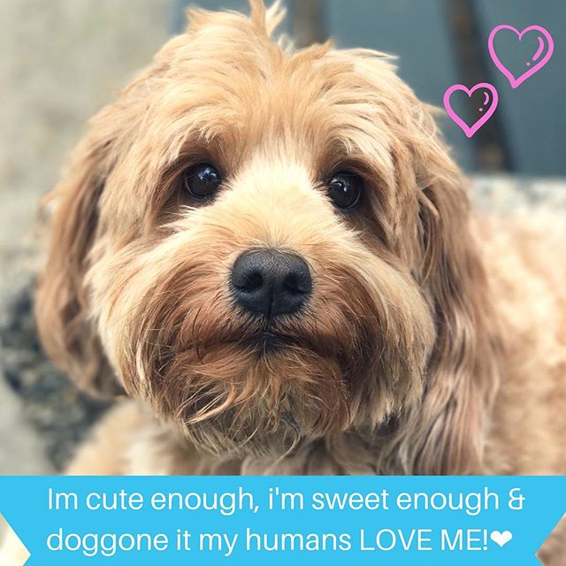 Monday Doggie Affirmations by this sweet girl, Kimchee. We have a special place in our heart for Kimchee, as part of the doodle gang she's a long standing City Dog Strutter. Hope this clears the Monday blues. Another amazing photo walker Jenni!! @woo