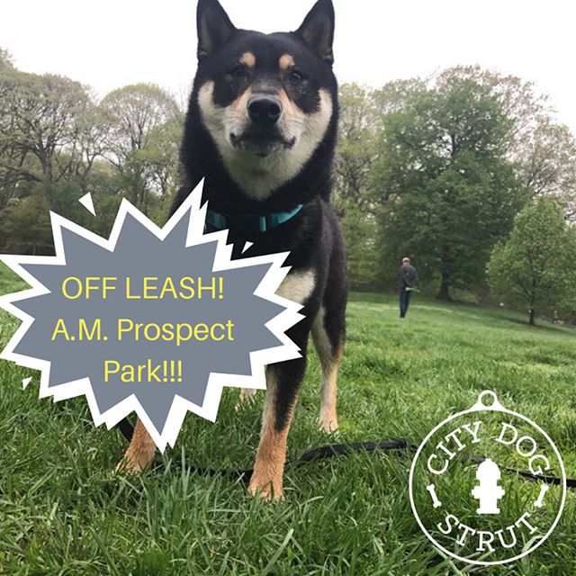 🐕🐩🐾Aki & Milo are loving going to Prospect Park off leash hours with their walker Dany! City Dog Strut dog walking offers early morning pick up for dogs to go to Prospect Park!! Swipe right to see more photos and video!🐶🐾
