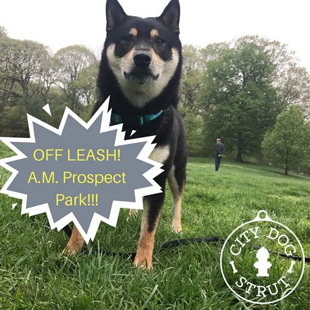 🐕🐩🐾Aki & Milo are loving going to Prospect Park off leash hours with their walker Dany! City Dog Strut dog walking offers early morning pick up for dogs to go to Prospect Park!! Swipe right to see more photos and video!🐶🐾