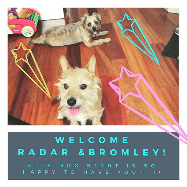 Welcome to City Dog Strut Radar & Bromley! We are so happy to have our first Williamsburg crew! Swipe right to see how well they did with walker Steven!