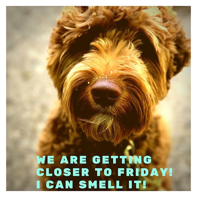That's right, Sunday! We are getting closer to Friday! what a positive dog, considering it's Tuesday! And with a name like Sunday to boot, we just adore you! Happy Strutt'n. Great pic @woooooflyn_