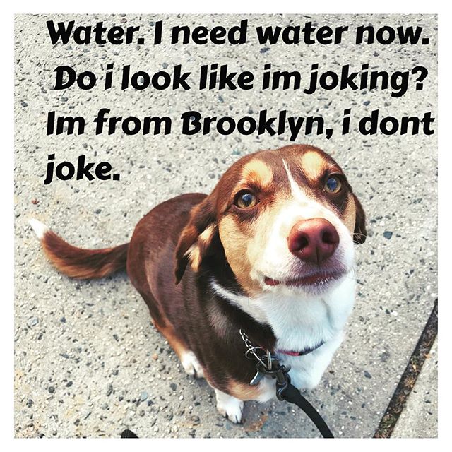 That's right! It's a hot day, we've got to keep our pups hydrated 💧💦 and cool. Especially when they don't take no crap from nobady!!!! Brooklyn in da hooooouse!!!💩🐶💧💦🌞🔥#brooklynstyle