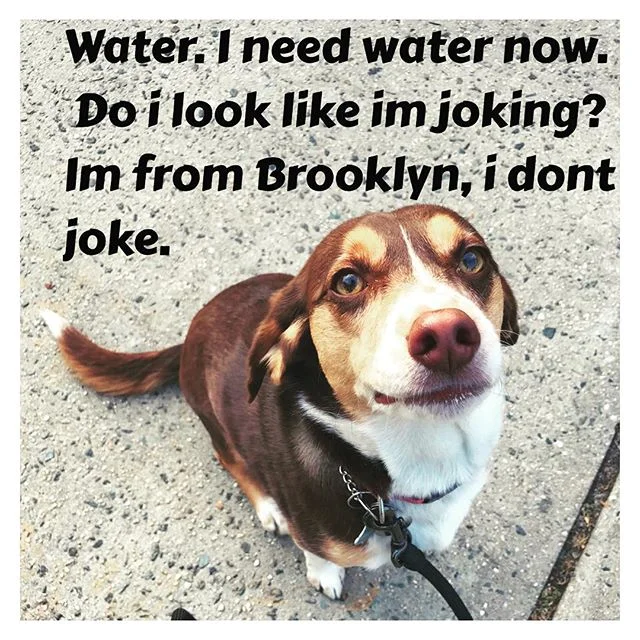 That's right! It's a hot day, we've got to keep our pups hydrated 💧💦 and cool. Especially when they don't take no crap from nobady!!!! Brooklyn in da hooooouse!!!💩🐶💧💦🌞🔥#brooklynstyle