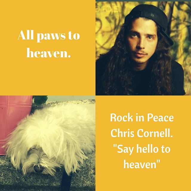 🙏🏻🐾😢🎶💫 😇