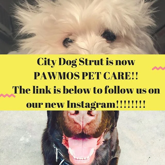 We are so excited for you to see our new Instagram! Just click on this - @pawmos_petcare See you there!!🕺🏼💃🏼🐶🎉🐾