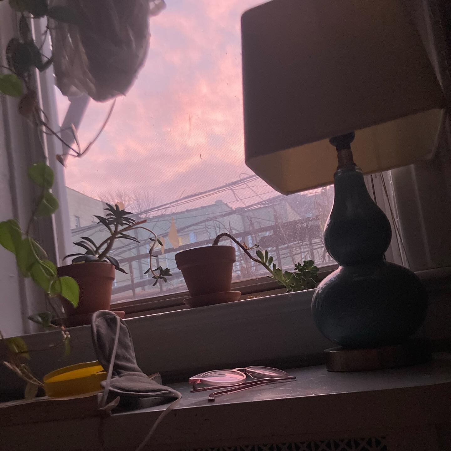 still life with flaccid plant and sunrise