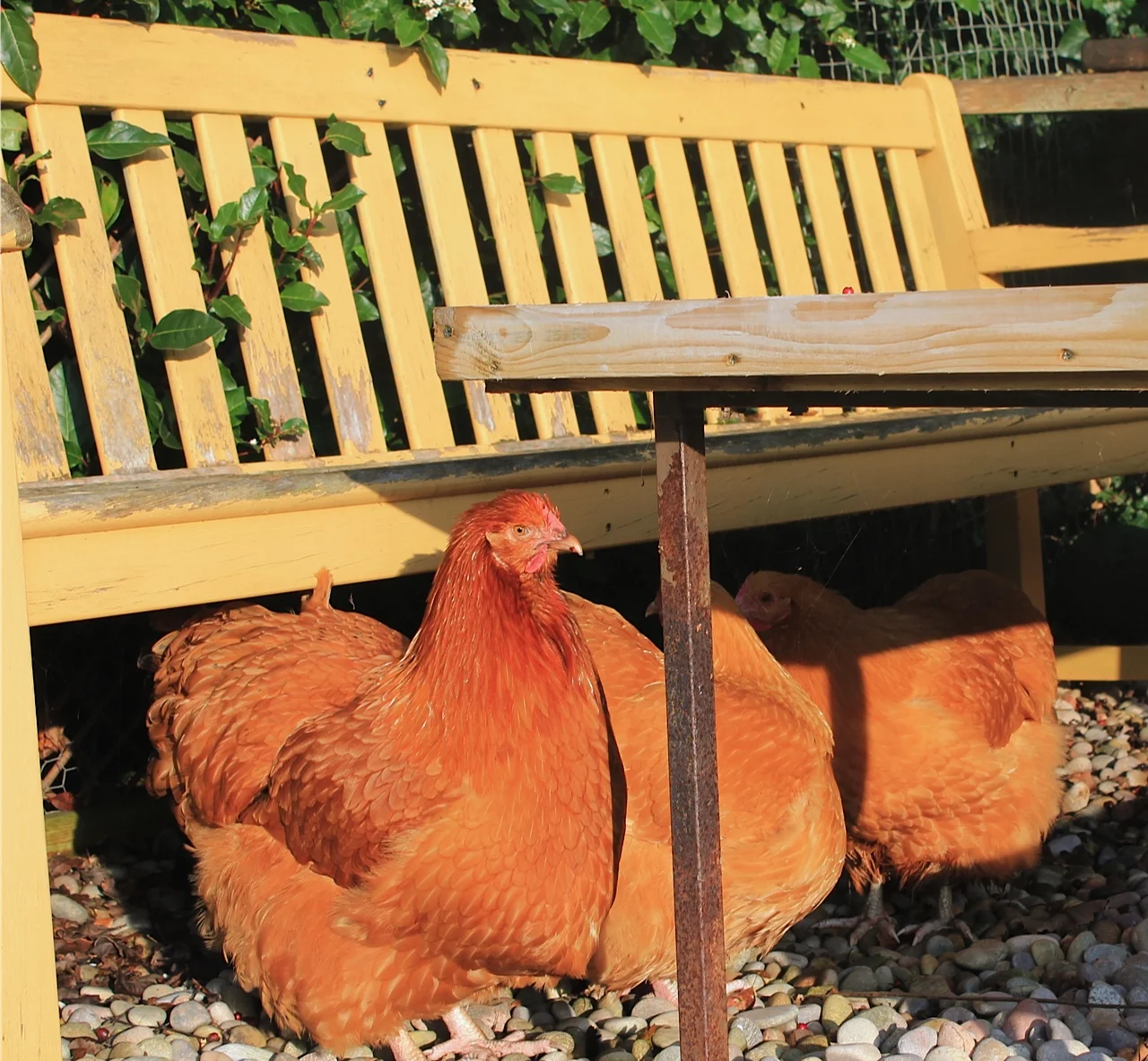 hens-winter.jpg