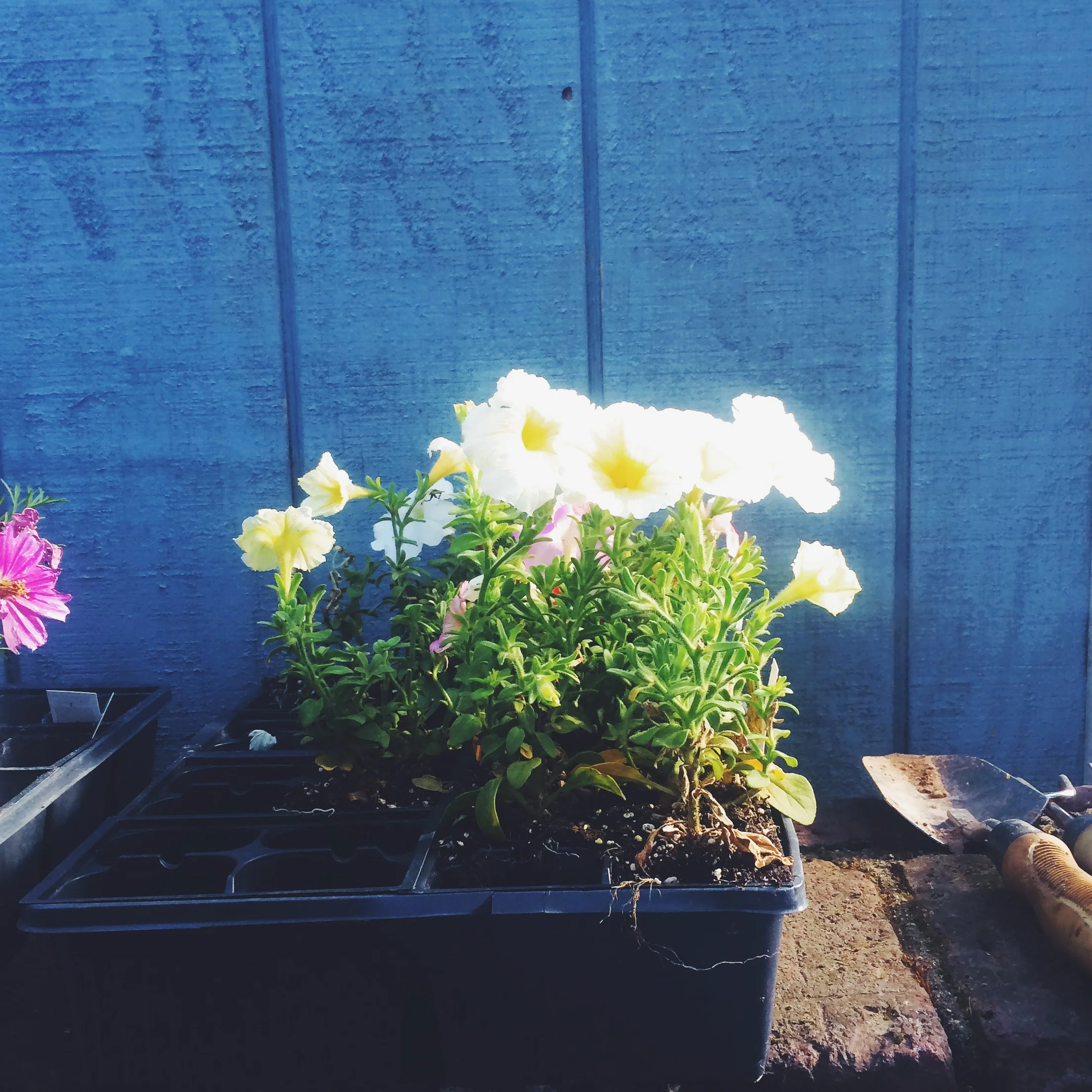 grow-happiness.jpeg