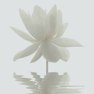 white-lotus-flower.jpg