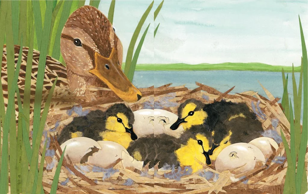 mallard and chicks, from "Guess What's Growing Inside This Egg?" 2007