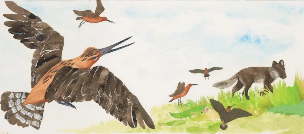 godwits and arctic fox, from "The Long, Long Journey" 2013