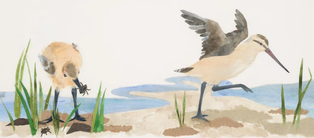 godwit growing, from "The Long, Long Journey" 2013