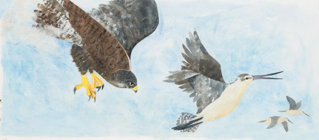 peregrine falcon and godwit, from "The Long, Long Journey" 2013