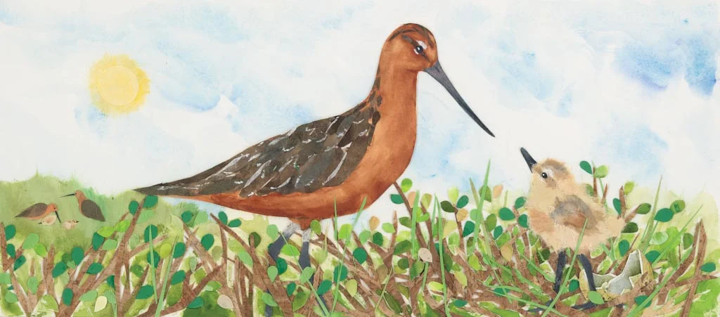 godwit and chick, from "The Long, Long Journey" 2013